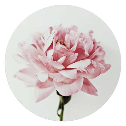 Reinders - Pioenroos - Glasschilderij Ø 70 cm - Roze