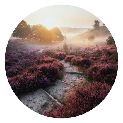 Reinders - Wandelpad langs de heide - Glasschilderij Ø 70 cm - Paars