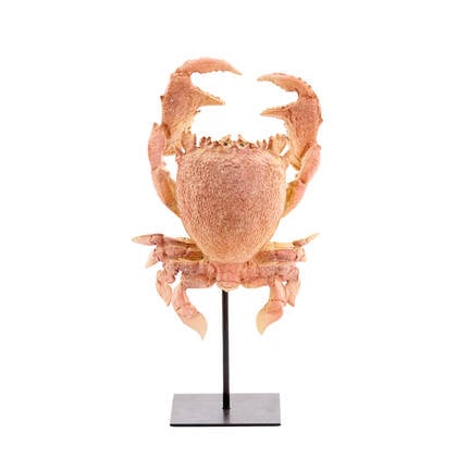 Light & Living - Ornament CRAB - 23x12.5x42.5cm - Oranje